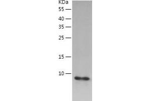Western Blotting (WB) image for Oxytocin, Prepropeptide (OXT) (AA 32-125) protein (His-IF2DI Tag) (ABIN7124290)
