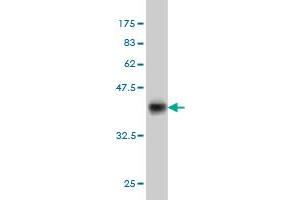 Western Blot detection against Immunogen (36.