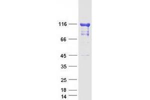EIF3C Protein (Transcript Variant 1) (Myc-DYKDDDDK Tag)