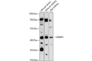 Western blot analysis of extracts of various cell lines, using H antibody (ABIN7267799) at 1:1000 dilution. (HABP4 anticorps)