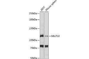 Western blot analysis of extracts of various cell lines, using MLLT10 antibody (ABIN7269602) at 1:1000 dilution.