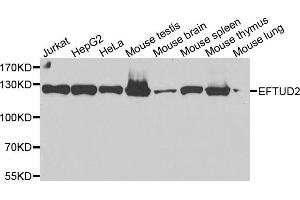Western blot analysis of extracts of various cell lines, using EFTUD2 antibody. (EFTUD2 anticorps)
