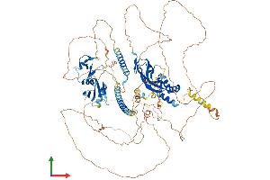 AlphaFold protein structure predicition of Mouse Recombinant Nbr1 Protein, UniprotID P97432