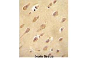 Immunohistochemistry (IHC) image for anti-Olfactory Receptor, Family 5, Subfamily L, Member 2 (OR5L2) antibody (ABIN2995999) (OR5L2 anticorps)