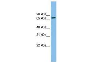 Image no. 1 for anti-Outer Dense Fiber of Sperm Tails 2 (ODF2) (N-Term) antibody (ABIN6745049)