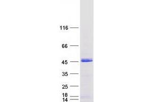 Validation with Western Blot (BRISC and BRCA1 A Complex Member 1 (BABAM1) (Transcript Variant 1) protein (Myc-DYKDDDDK Tag))