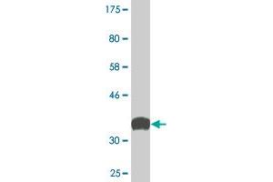Western Blot detection against Immunogen (36.