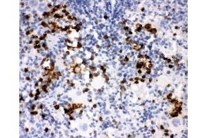 Anti-Myeloperoxidase Picoband antibody,  IHC(P): Rat Spleen Tissue (Myeloperoxidase anticorps  (AA 406-745))