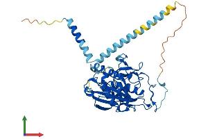 AlphaFold protein structure predicition of Mouse Recombinant B4galt5 Protein, UniprotID Q9JMK0