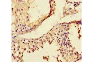 Immunohistochemistry of paraffin-embedded human testis tissue using ABIN7158878 at dilution of 1:100