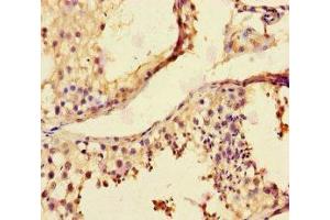 Immunohistochemistry of paraffin-embedded human testis tissue using ABIN7158878 at dilution of 1:100 (MMP12 anticorps  (AA 109-470))
