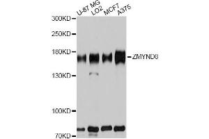 Western blot analysis of extracts of various cell lines, using ZMYND8 antibody. (ZMYND8 anticorps)