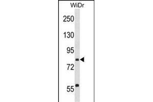 SEC23B Antibody (C-term) (ABIN1537526 and ABIN2850107) western blot analysis in WiDr cell line lysates (35 μg/lane). (Sec23 Homolog B anticorps  (C-Term))