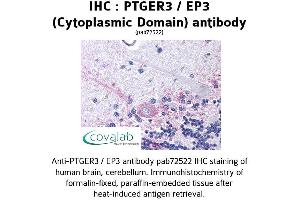 Image no. 1 for anti-Prostaglandin E Receptor 3 (Subtype EP3) (PTGER3) (3rd Cytoplasmic Domain) antibody (ABIN1738558) (PTGER3 anticorps  (3rd Cytoplasmic Domain))