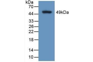 Detection of Recombinant CALU, Human using Polyclonal Antibody to Calumenin (CALU) (CALU anticorps  (AA 20-315))