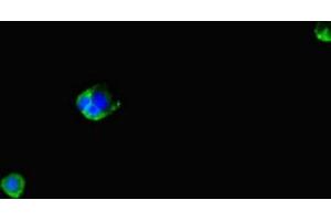 Immunofluorescent analysis of MCF-7 cells using ABIN7166656 at dilution of 1:100 and Alexa Fluor 488-congugated AffiniPure Goat Anti-Rabbit IgG(H+L) (LPAL2 anticorps  (AA 52-124))