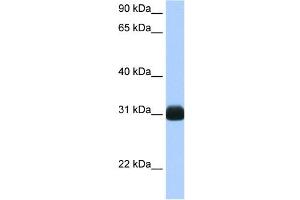 RBPMS antibody used at 0. (RBPMS anticorps  (N-Term))