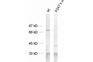 dilution: 1 : 1000, sample: mouse spleen extract (wt and P2X7 knock out) (P2RX7 anticorps  (C-Term))