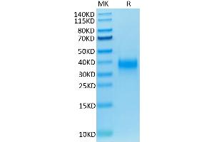 Biotinylated Human CD94 on Tris-Bis PAGE under reduced conditions.