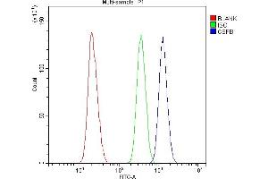 anti-Core-Binding Factor, beta Subunit (CBFB) (AA 1-182) antibody