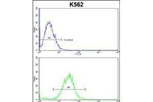 Flow cytometric analysis of k562 cells (bottom histogram) compared to a negative control cell (top histogram). (CDC5L anticorps  (AA 187-213))