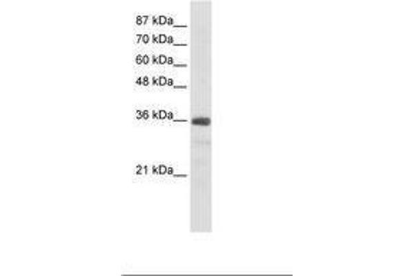 SNRNP35 anticorps  (AA 29-78)