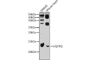 Western blot analysis of extracts of various cell lines, using UQCRQ Rabbit pAb (ABIN6132907, ABIN6149966, ABIN6149967 and ABIN6225209) at 1:500 dilution. (UQCRQ anticorps  (AA 1-82))