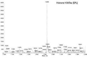 Mass Spectrometry (MS) image for Histone H3 (H3) (H3K9ac) protein (ABIN2669541)