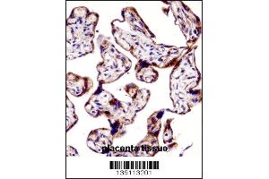 TEAD3 Antibody immunohistochemistry analysis in formalin fixed and paraffin embedded human placenta tissue followed by peroxidase conjugation of the secondary antibody and DAB staining. (TEAD3 anticorps  (N-Term))