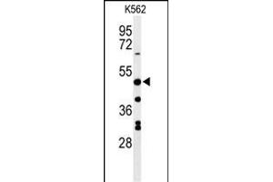 Western blot analysis of RHBG Antibody (C-term) (ABIN653937 and ABIN2843168) in K562 cell line lysates (35 μg/lane). (RHBG anticorps  (C-Term))