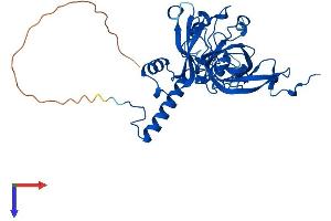 AlphaFold protein structure predicition of Mouse Recombinant Mrpl3 Protein, UniprotID Q99N95