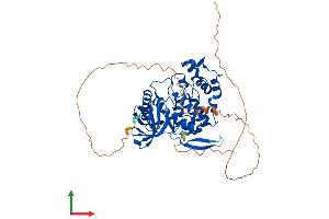AlphaFold protein structure predicition of Mouse Recombinant Clk2 Protein, UniprotID O35491