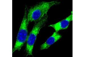 Immunofluorescent analysis of 4 % paraformaldehyde-fixed, 0.