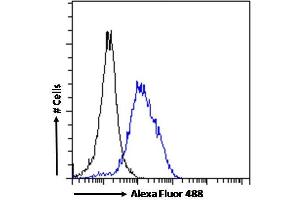 (ABIN571161) Flow cytometric analysis of paraformaldehyde fixed Neuro-2a cells (blue line), permeabilized with 0. (POU3F3 anticorps  (Internal Region))