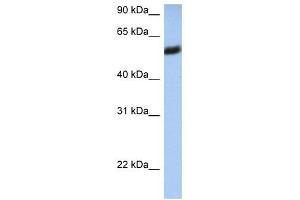 HLA-F antibody used at 1 ug/ml to detect target protein.