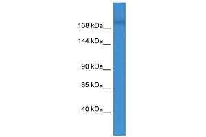 WB Suggested Anti-GRLF1 Antibody Titration:  0. (GRLF1 anticorps  (N-Term))
