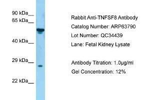 Western Blotting (WB) image for anti-Tumor Necrosis Factor (Ligand) Superfamily, Member 8 (TNFSF8) (N-Term) antibody (ABIN2789625) (TNFSF8 anticorps  (N-Term))