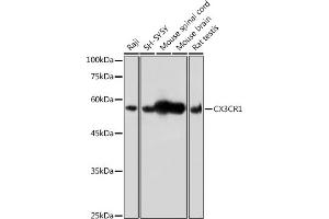 Western blot analysis of extracts of various cell lines, using CX3CR1 antibody (ABIN3016929, ABIN3016930, ABIN1679440 and ABIN6219885) at 1:500 dilution.