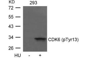 Western blot analysis of extracts from 293 cells untreated or treated with HU using CDK6(phospho-Tyr13) Antibody. (CDK6 anticorps  (pTyr13))