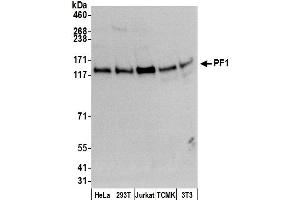 Western Blotting (WB) image for anti-PHD Finger Protein 12 (PHF12) (AA 954-1004) antibody (ABIN7451953)