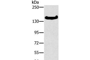 Western Blot analysis of A172 cell using FMNL1 Polyclonal Antibody at dilution of 1:350 (Formin-Like 1 anticorps)