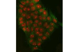 IF analysis of RRP7A and Tubulin beta using anti-RRP7A antibody (ABIN7599044) and anti-Tubulin beta antibody (ABIN7602744). (RRP7A anticorps  (AA 1-181))