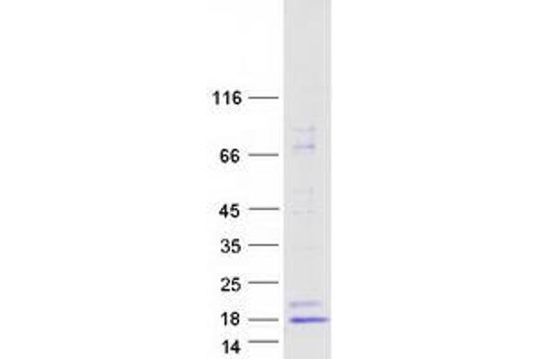 INSL3 Protein (Myc-DYKDDDDK Tag)