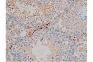 ABIN6267352 at 1/200 staining Mouse testis tissue sections by IHC-P.