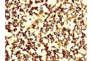 Immunohistochemistry of paraffin-embedded human appendix tissue using ABIN7165176 at dilution of 1:100 (CNPY4 anticorps  (AA 22-248))