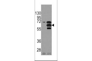 Western blot analysis of INA using rabbit polyclonal INA Antibody using 293 cell lysates (2 ug/lane) either nontransfected (Lane 1) or transiently transfected with the INA gene (Lane 2). (INA anticorps  (AA 290-319))