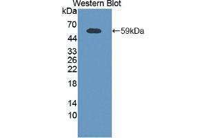 Detection of Recombinant XRCC5, Mouse using Polyclonal Antibody to X-Ray Repair Cross Complementing 5 (XRCC5) (X-Ray Repair Cross Complementing 5 (AA 251-732) anticorps)