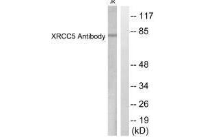 Western blot analysis of extracts from Jurkat cells, using XRCC5 antibody.