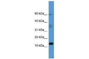 HINT2 antibody (70R-10019) used at 0.