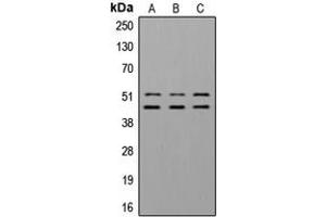 Western blot analysis of GSK3 alpha/beta (pY279/216) expression in A549 insulin-treated (A), NIH3T3 insulin-treated (B) whole cell lysates.